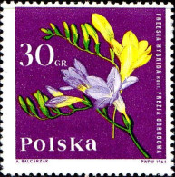 Pologne Poste N* Yv:1395 Mi:1542 Freesia (défaut Gomme) - Nuevos