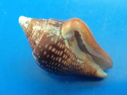 Columbella Major Panama (Contadora) 23,6mm GEM N3 - Seashells & Snail-shells