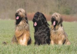 Berger De Briard - Dog - Chien - Cane - Hund - Hond - Perro - Chiens