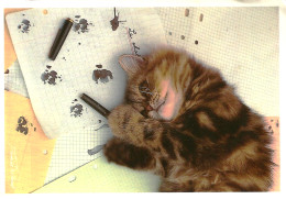 *CPM Grand Format - Chat Endormi - Photo De Frédéric ROLLAND - Cats