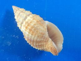 Antillophos Candei Martinique 26,5mm F+++ N32 - Seashells & Snail-shells