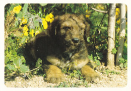 Berger De Briard - Dog - Chien - Cane - Hund - Hond - Perro - Edizioni Alfa S.A. - Chiens