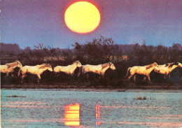 *CPM - Evasion - Troupeau De Chevaux Au Clair De Lune - Horses