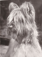 Berger De Briard - Dog - Chien - Cane - Hund - Hond - Perro - Dog Calendar 1984 -  Real Photograph - Chiens