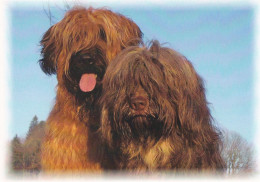 Berger De Briard - Dog - Chien - Cane - Hund - Hond - Perro - Briard & Cao Da Serra De Aires - Chiens