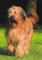 Berger De Briard - Dog - Chien - Cane - Hund - Hond - Perro - Chiens