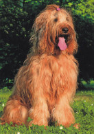 Berger De Briard - Dog - Chien - Cane - Hund - Hond - Perro - Chiens
