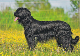 Berger De Briard - Dog - Chien - Cane - Hund - Hond - Perro - Chiens