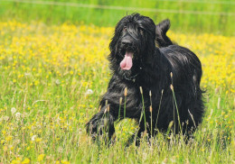 Berger De Briard - Dog - Chien - Cane - Hund - Hond - Perro - Chiens