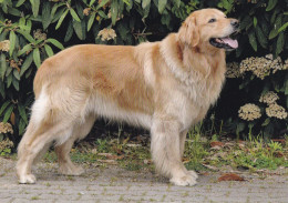 Hovawart - Dog - Chien - Cane - Hund - Hond - Perro - Honden