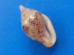 Columbella Sonsonatensis Panama 7,6mm GEM N1 - Muscheln & Schnecken