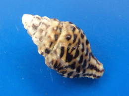 Columbella (Anachis) Fluctuata Panama 13mm N2 - Seashells & Snail-shells