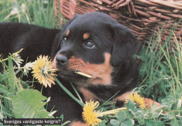 Rottweiler - Dog - Chien - Cane - Hund - Hond - Perro - Chiens