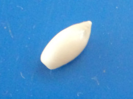 Ancilla Minima Zanzibar 7,7mm GEM RARE N1 - Seashells & Snail-shells