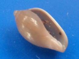 Esperato (Hespererato) Scabriuscula Panama (Contadora) 7,7mm GEM N1 - Seashells & Snail-shells