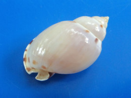 Cassis Ponderosa (Casmaria) Madagascar(Tuléar) 43,2mm F+++/GEM N1 - Seashells & Snail-shells