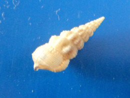 Cerithium Rostratum Lombok (Gili Nanggu) 15mm F+++ N7 - Seashells & Snail-shells