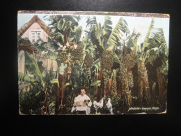 FUNCHAL 1910 To Vienenburg Germany MADEIRA Banana Bananas Plants Postcard Portuguese Area Portugal - Madeira