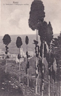 ITALIE(ASSISI) ARBRE - Sonstige & Ohne Zuordnung