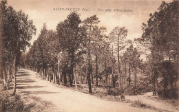 P5- 83-Saint-Aygulf-une Allée D'eucalyptus - Saint-Aygulf