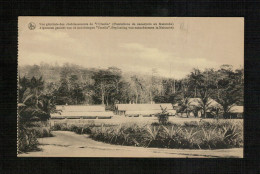 CONGO -  Etablissements Urselia - Plantations De Cacaoyers Au Maiumbe - Belgian Congo