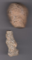 Fossiles De Polypier Marin 55 Millions D'années Aude - Fossilien