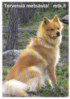 Finnish Spitz Dog - Chien - Cane - Hund - Hond - Dog - Perro - Chiens