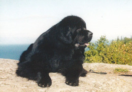 Newfoundland Dog Or Landseer Puppy - Chiot - Chien - Cane - Hund - Hond - Perro - Chiens