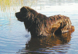 Newfoundland Dog Or Landseer Puppy - Chiot - Chien - Cane - Hund - Hond - Perro - Hunde