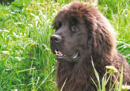 Newfoundland Dog Or Landseer Puppy - Chiot - Chien - Cane - Hund - Hond - Perro - Chiens