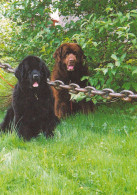 Newfoundland Dog Or Landseer Puppy - Chiot - Chien - Cane - Hund - Hond - Perro - Chiens