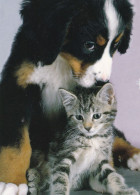 Bernese Mountain Dog & Cat - Berner Sennenhund - Chien - Cane - Hund - Hond - Perro - AB Pictura - Hunde