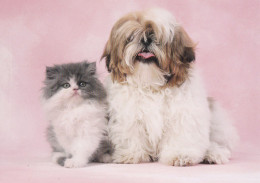 Lhasa Apso Or Tibetan Terrier With Cat - Dog - Chien - Cane - Hund - Hond - Perro - Chiens