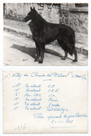 103 Chien De Concours Palmarès Pedigrée, Willy Du Chemin Des Dames, Paris Spectacle Bergers Bouviers 1949 - Autres