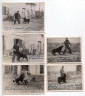 104 Chien, Lot De 5 Superbes Photos Dressage Du Chien Venot, 3 Format 9,8 X 6,8 Cm + 2 Format 8,4 X 6,2 Cm - Autres