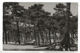 Bormes-les-Mimosas (83) : Le Camp De Toile Mouton Dans Le Quartier De La Favière En 1953 CP PHOTO RARE. - Bormes-les-Mimosas