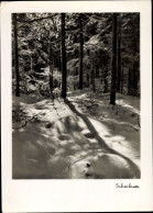 CPA Winterlandschaft, Waldpartie - Photographie