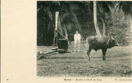 Seychelles Coconut Oil Mill Buffalo - Seychelles