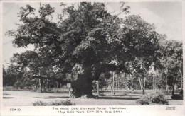 The Major Oak, Sherwood Forest, Edwinstone, Nottinghamshire. Unposted - Andere & Zonder Classificatie