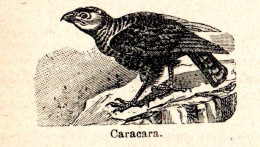 Caracara - Stampa Epoca - 1924 Vintage Print   - Prints & Engravings