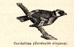 Cardellino - Carduelis Elegans - Stampa Epoca - 1924 Vintage Print   - Estampes & Gravures