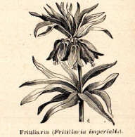 Fritillaria Imperialis - Stampa Epoca - 1926 Vintage Print   - Stiche & Gravuren