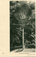 Seychelles Coconut Tree Ed Erdula - Seychelles