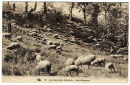Le Limousin Illustré - Les Moutons - Limousin