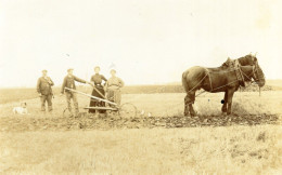 77 : Amponville : Carte-photo : Labourage Avec Chevaux      ///  Ref. Mai 24 ///  N° 29.821 - Other & Unclassified