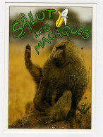 CPM SALUT LES MACAQUES  N.9535 LES FUNNYS Carte Neuve - Humour