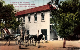 CPA Pasadena Kalifornien USA, Cawston Ostrich Farm - Andere & Zonder Classificatie