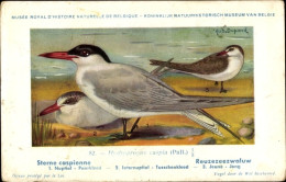 Artiste CPA Dupond, Hub., Sterne Caspienne, Riesenseeschwalbe, Nr. 82 - Autres & Non Classés