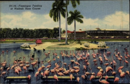 AK Miami Florida USA, Hialeah Rennstrecke, Flamingos - Autres & Non Classés