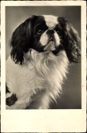 Photo CPA Hund, Pekingese, Tierportrait - Andere & Zonder Classificatie